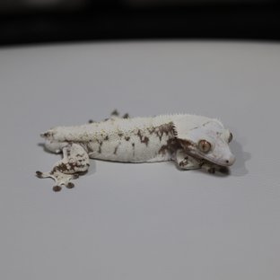 노멀 트라이 익스트림할리퀸 화이트