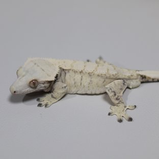 드리피 트라이 익스트림할리퀸 화이트스팟