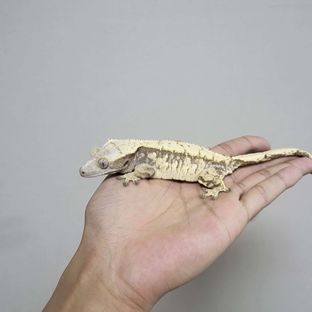 트라이 익스트림할리퀸