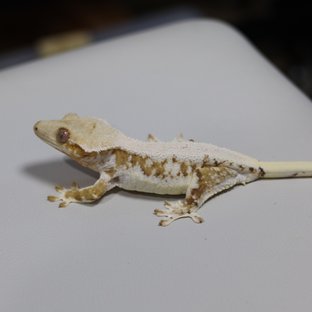 크림시클 릴리화이트