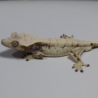 노멀 트라이 드리피 화이트스팟 화이트