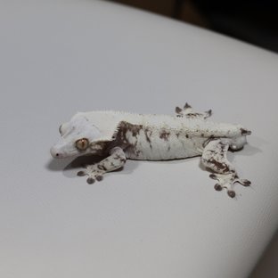 노멀 트라이 익스트림할리퀸 화이트