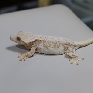 크림시클 릴리화이트