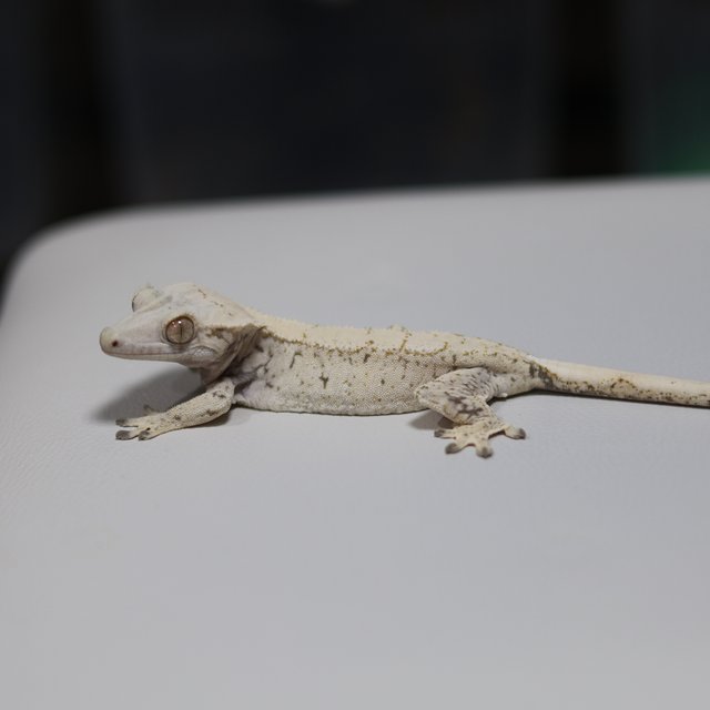 노멀 트라이 익스트림할리퀸 화이트스팟 드리피 화이트