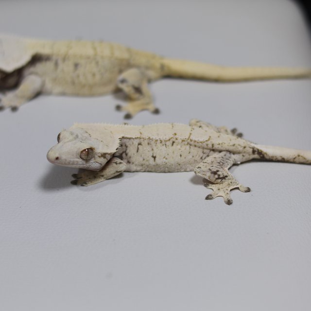 노멀 트라이 익스트림할리퀸 화이트스팟 드리피 화이트