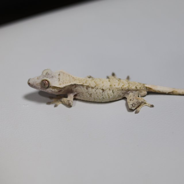 노멀 화이트스팟