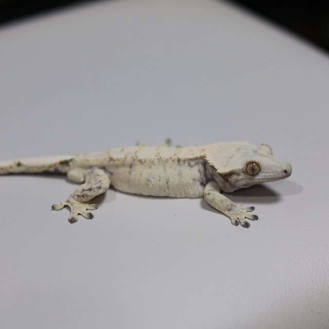 드리피 트라이 익스트림할리퀸 화이트스팟