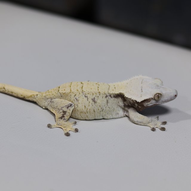 노멀 드리피 트라이 화이트스팟