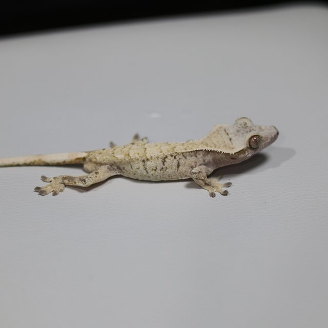 노멀 화이트스팟