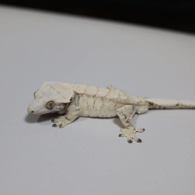 드리피 트라이 익스트림할리퀸 화이트스팟