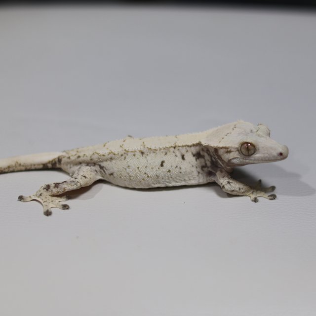 노멀 트라이 익스트림할리퀸 화이트스팟 드리피 화이트