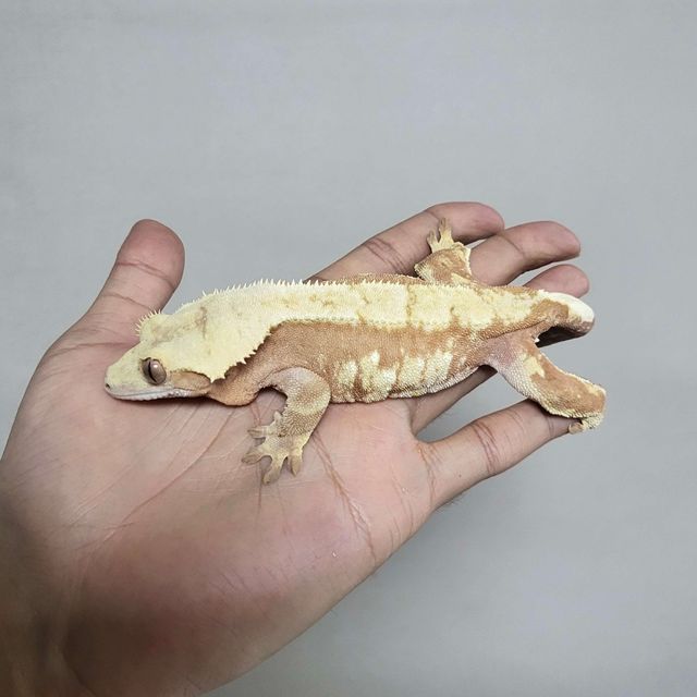 레드 드리피