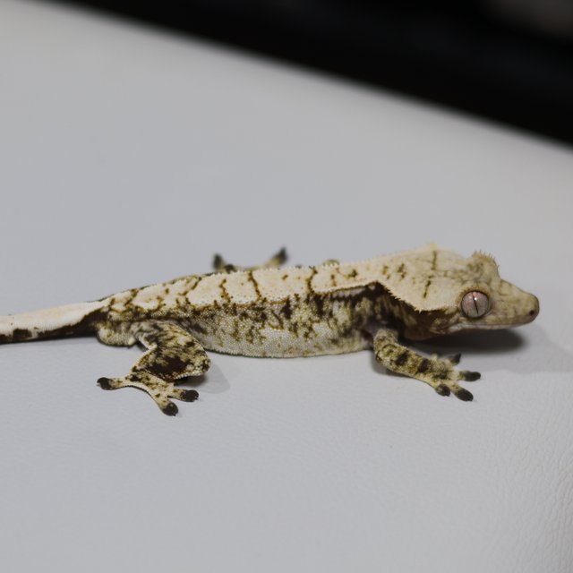 노멀 트라이 익스트림할리퀸