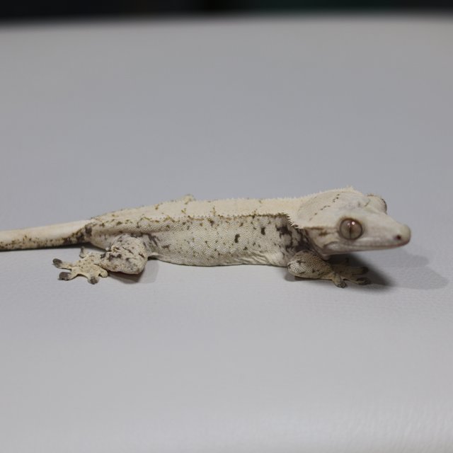 노멀 트라이 익스트림할리퀸 화이트스팟 드리피 화이트