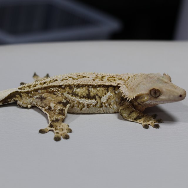 트라이 익스트림할리퀸