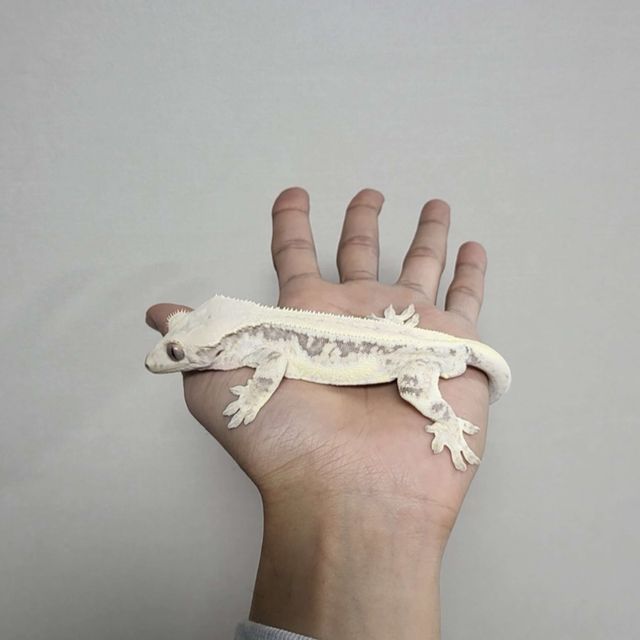 릴리화이트