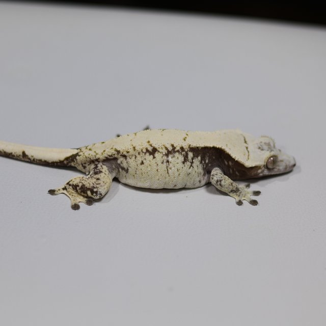 노멀 드리피 트라이