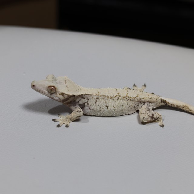 노멀 트라이 익스트림할리퀸 화이트스팟 드리피 화이트