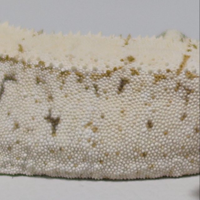 노멀 트라이 익스트림할리퀸 화이트스팟 드리피 화이트