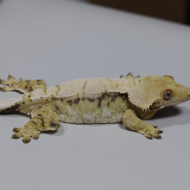 노멀 드리피 트라이