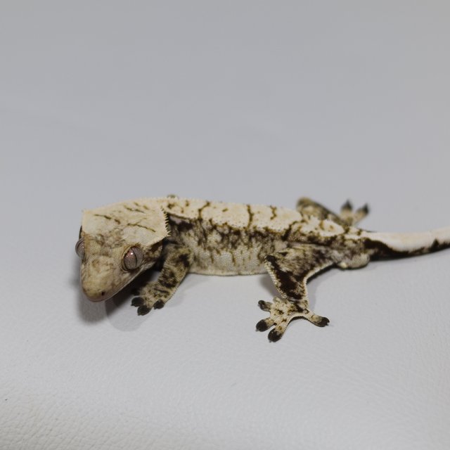 노멀 트라이 익스트림할리퀸