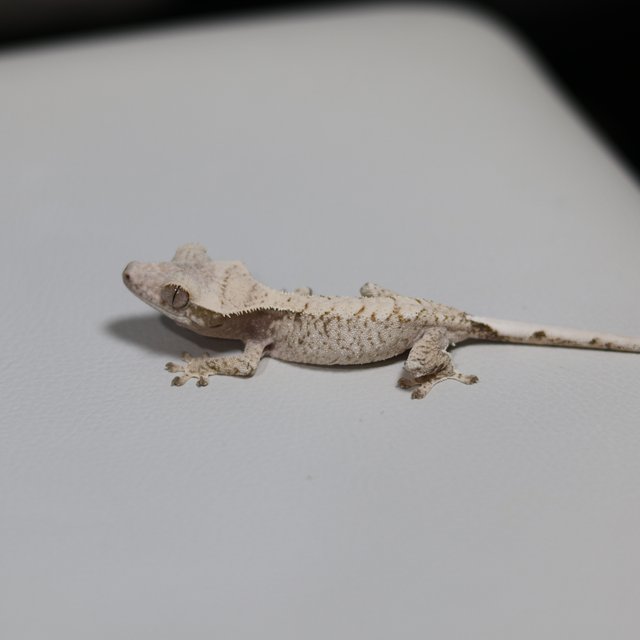 드리피 화이트스팟 화이트 트라이 익스트림할리퀸