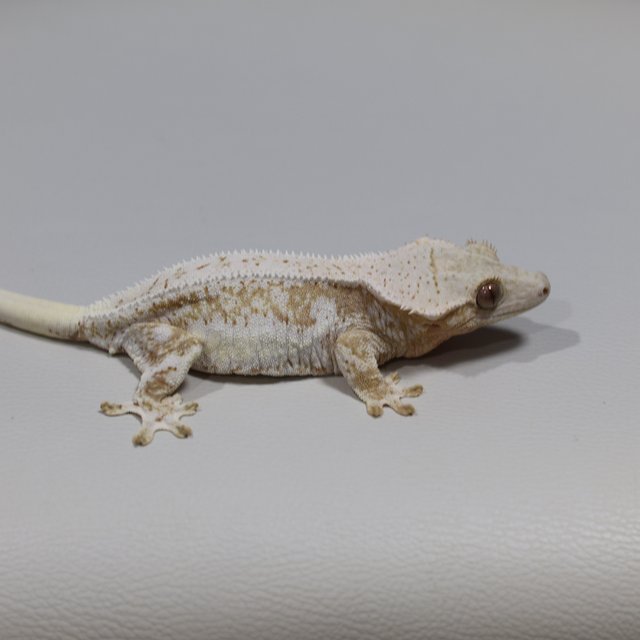 크림시클 릴리화이트