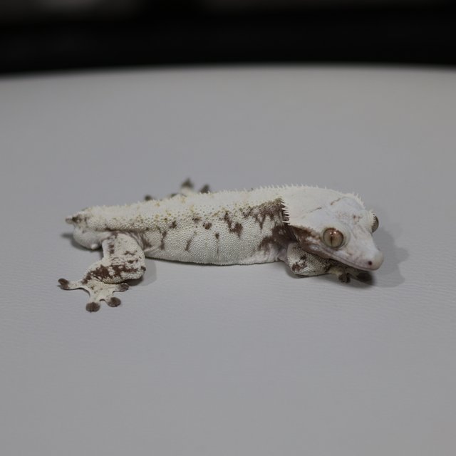 노멀 트라이 익스트림할리퀸 화이트