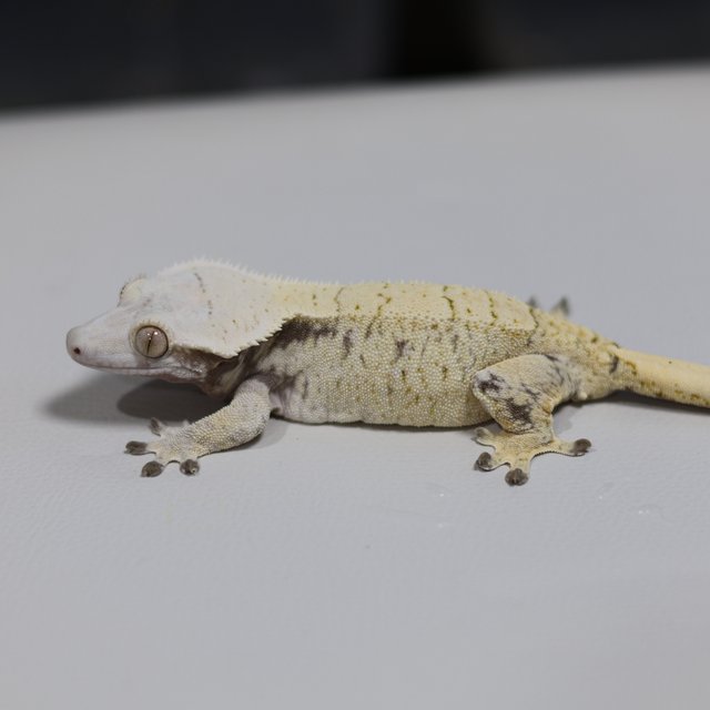 노멀 드리피 트라이 화이트스팟