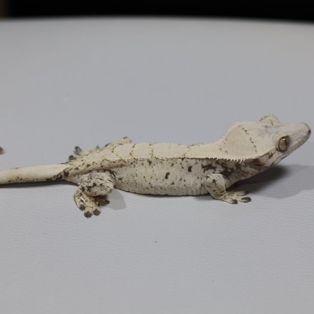 노멀 트라이 익스트림할리퀸 화이트스팟 드리피 화이트