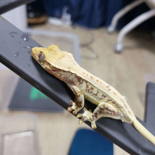 레드 릴리화이트