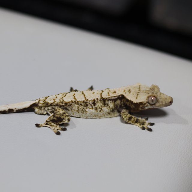 트라이 익스트림할리퀸