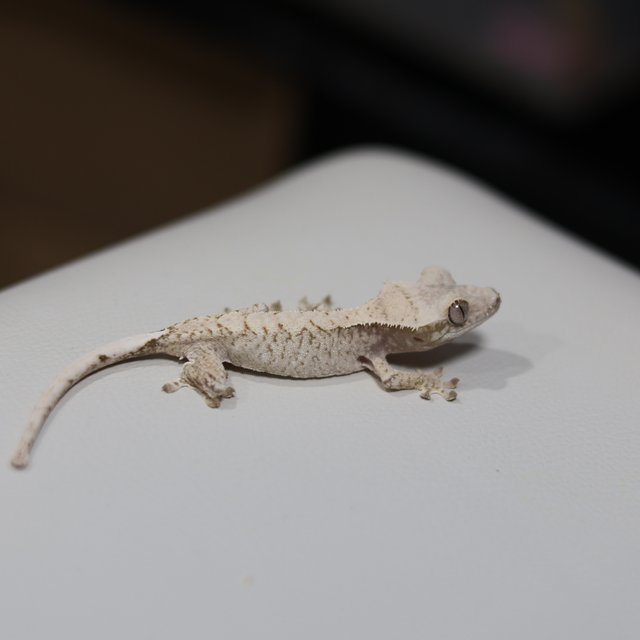 드리피 화이트스팟 화이트 트라이 익스트림할리퀸