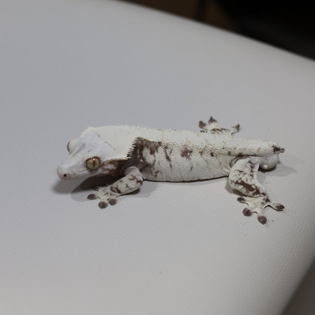 노멀 트라이 익스트림할리퀸 화이트