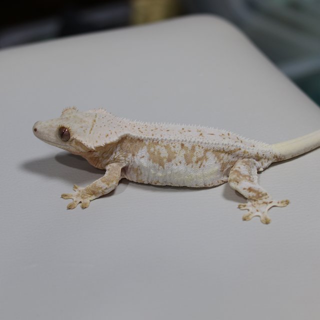 크림시클 릴리화이트