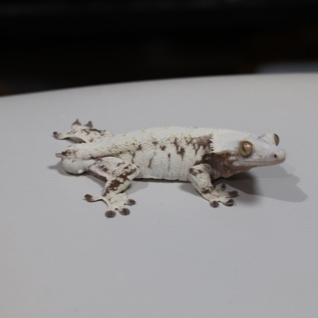 노멀 트라이 익스트림할리퀸 화이트