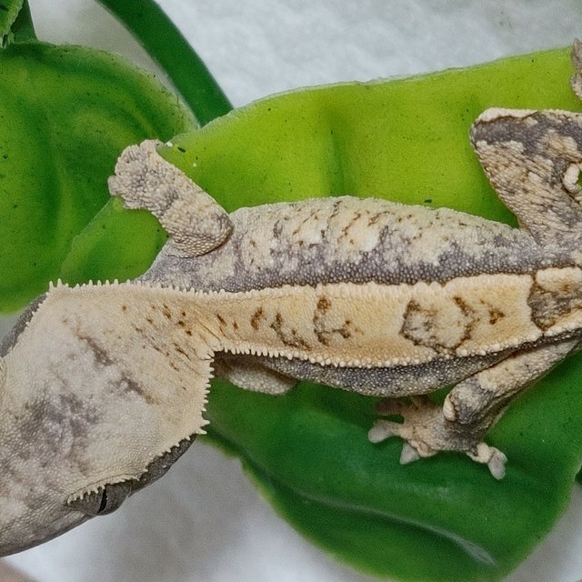 노멀 트라이 드리피 화이트스팟