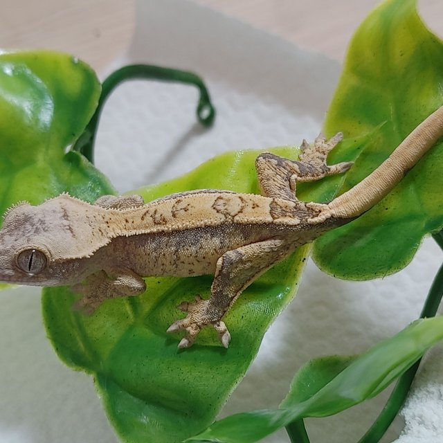 노멀 트라이 드리피 화이트스팟