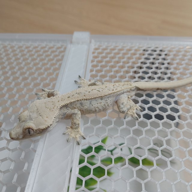 트라이 노멀 드리피 화이트스팟 젠젝스