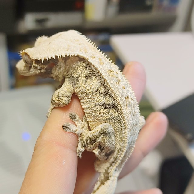 노멀 트라이 화이트스팟 젠젝스 드리피