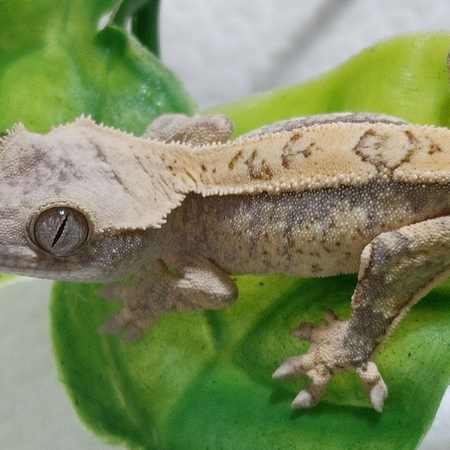 노멀 트라이 드리피 화이트스팟