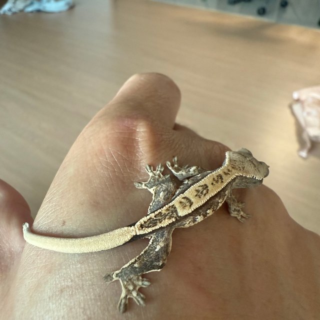 노멀 트라이 화이트스팟 젠젝스 드리피