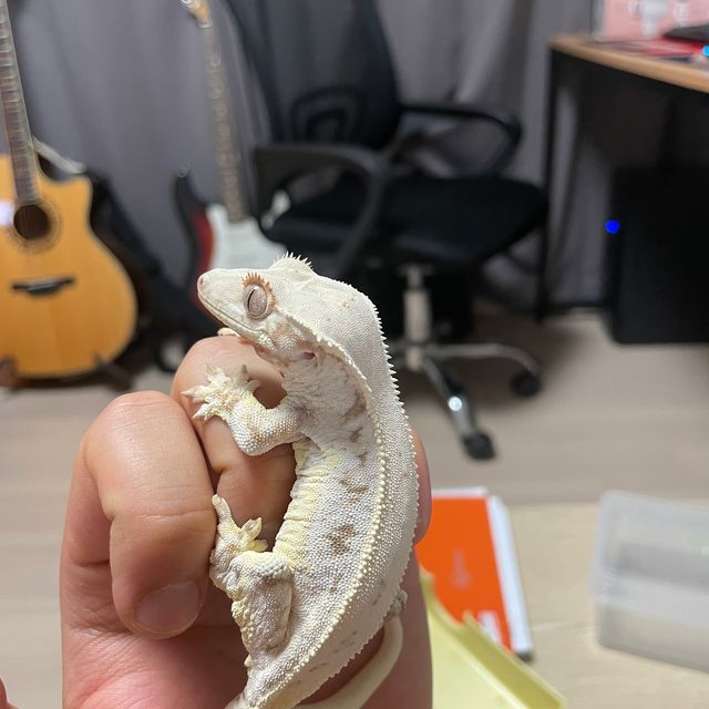 릴리화이트