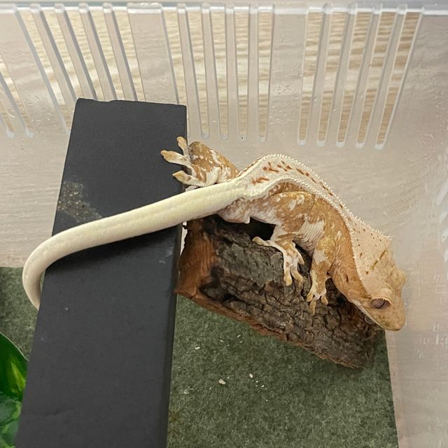 릴리화이트 크림시클