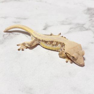 레드 릴리화이트