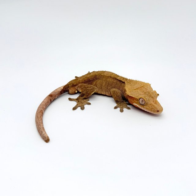 팬텀 다크 벅스킨 100%헷아잔틱