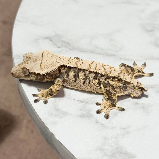 노멀 화이트스팟