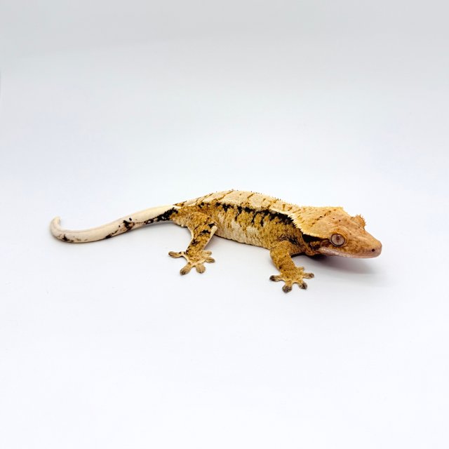 노멀 트라이 익스트림할리퀸