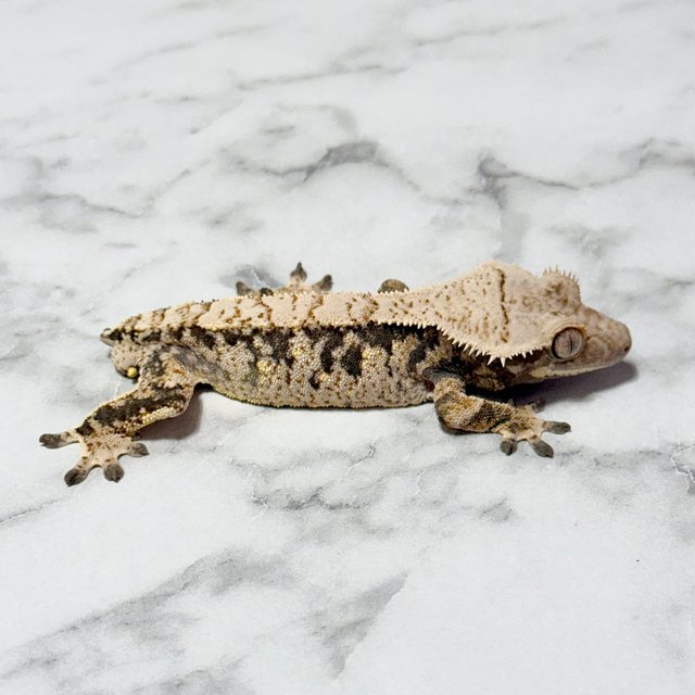 노멀 화이트스팟