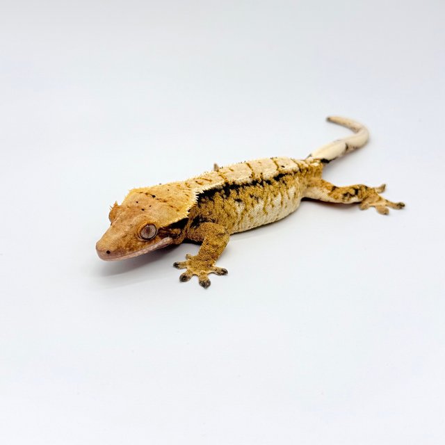 노멀 트라이 익스트림할리퀸